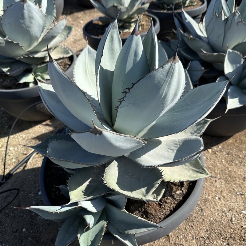 Agave parryi  (Agáva) ´PARRYI ´ - výška 30-40 cm, ⌀ 40-60 cm, kont. C50L (-20°C)